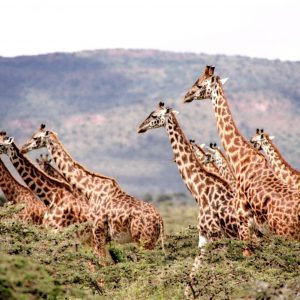 Das perfekte Laptop Business 2.0 - die Afrika Edition